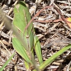 Gastrimargus musicus at Molonglo River Reserve - 22 Dec 2023