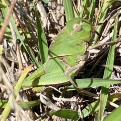 Gastrimargus musicus at Molonglo River Reserve - 22 Dec 2023