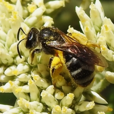 Lasioglossum (Chilalictus) sp. (genus & subgenus) (Halictid bee) at Tidbinbilla Nature Reserve - 22 Dec 2023 by JohnBundock