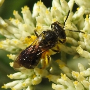 Lasioglossum (Chilalictus) sp. (genus & subgenus) at Tidbinbilla Nature Reserve - 22 Dec 2023