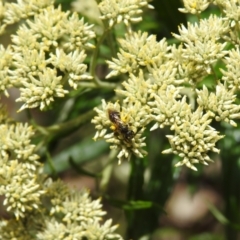 Lasioglossum (Chilalictus) sp. (genus & subgenus) at Tidbinbilla Nature Reserve - 22 Dec 2023