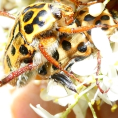 Neorrhina punctata (Spotted flower chafer) at Emu Creek Belconnen (ECB) - 22 Dec 2023 by JohnGiacon