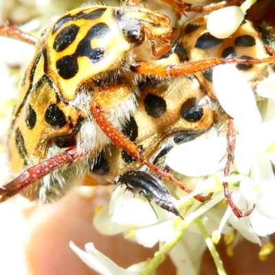 Neorrhina punctatum (Spotted flower chafer) at Emu Creek Belconnen (ECB) - 22 Dec 2023 by JohnGiacon