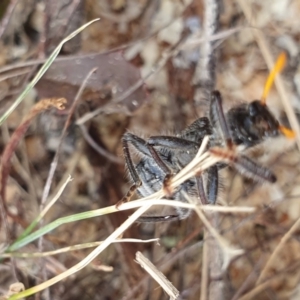 Trogodendron sp. (genus) at Rugosa - 22 Dec 2023