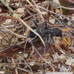 Trogodendron sp. (genus) at Rugosa - 22 Dec 2023