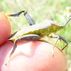 Amorbus sp. (genus) (Eucalyptus Tip bug) at Flea Bog Flat to Emu Creek Corridor - 22 Dec 2023 by JohnGiacon