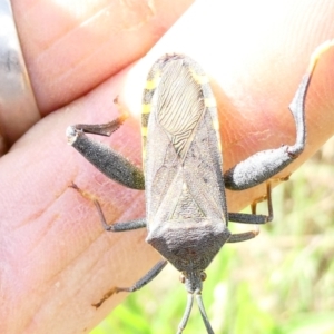 Amorbus sp. (genus) at Emu Creek - 22 Dec 2023