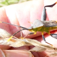 Amorbus sp. (genus) at Emu Creek - 22 Dec 2023