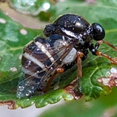 Ogcodes sp. (genus) (Hunchback Fly) at Lake George, NSW - 22 Dec 2023 by MPennay