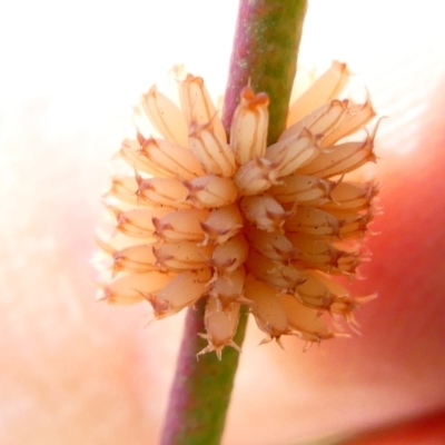 Paropsis atomaria (Eucalyptus leaf beetle) at Flea Bog Flat to Emu Creek Corridor - 22 Dec 2023 by JohnGiacon