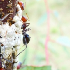 Iridomyrmex purpureus (Meat Ant) at Belconnen, ACT - 22 Dec 2023 by JohnGiacon