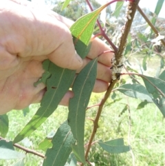 Eriococcus confusus at Flea Bog Flat to Emu Creek Corridor - 1 Jan 2024