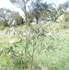 Eriococcus confusus at Flea Bog Flat to Emu Creek Corridor - 1 Jan 2024 02:02 PM