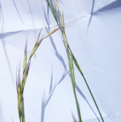 Anthosachne scabra (Common Wheat-grass) at Belconnen, ACT - 22 Dec 2023 by JohnGiacon