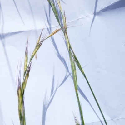 Anthosachne scabra (Common Wheat-grass) at Emu Creek Belconnen (ECB) - 22 Dec 2023 by JohnGiacon