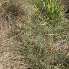 Anthosachne scabra at Emu Creek Belconnen (ECB) - 22 Dec 2023