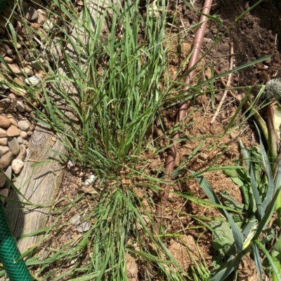 Microlaena stipoides (Weeping Grass) at Flea Bog Flat to Emu Creek Corridor - 22 Dec 2023 by JohnGiacon