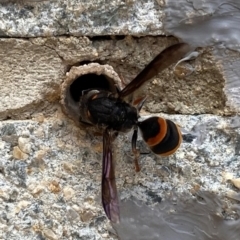 Paralastor sp. (genus) (Potter Wasp) at Wanniassa, ACT - 22 Dec 2023 by Shazw