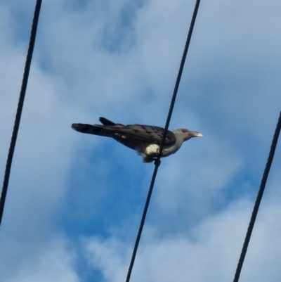 Scythrops novaehollandiae (Channel-billed Cuckoo) at Tathra Public School - 22 Dec 2023 by MattYoung