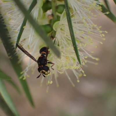 Ceriana (Sphiximorpha) breviscapa (Wasp-mimic hoverfly) at Murrumbateman, NSW - 22 Dec 2023 by SimoneC