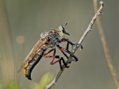 Chrysopogon muelleri (Robber fly) at Block 402 - 22 Dec 2023 by Kenp12
