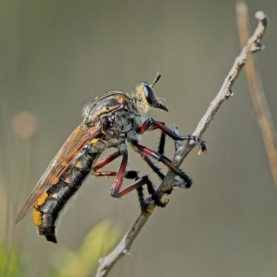 Unidentified Robber fly (Asilidae) at Block 402 - 21 Dec 2023 by Kenp12