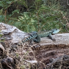 Unidentified Dragon at Burrinjuck, NSW - 22 Dec 2023 by Bidge