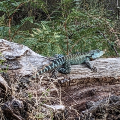 Unidentified Dragon at Burrinjuck, NSW - 22 Dec 2023 by Bidge