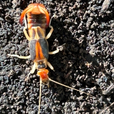 Labidura riparia (Common Brown Earwig) at Weetangera, ACT - 22 Dec 2023 by Spar