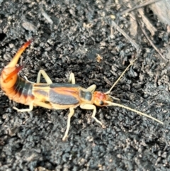 Labidura riparia at Weetangera, ACT - suppressed