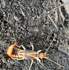 Labidura riparia at Weetangera, ACT - suppressed