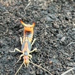 Labidura riparia at Weetangera, ACT - suppressed