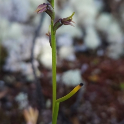 Prasophyllum alpinum (Alpine Leek Orchid) at Goulds Country, TAS - 19 Dec 2023 by BethanyDunne