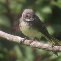 Rhipidura albiscapa (Grey Fantail) at Braidwood, NSW - 21 Dec 2023 by MatthewFrawley