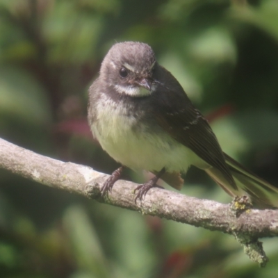 Rhipidura albiscapa (Grey Fantail) at QPRC LGA - 21 Dec 2023 by MatthewFrawley