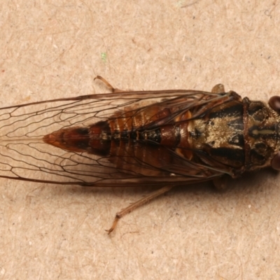 Yoyetta celis (Silver Princess Cicada) at Ainslie, ACT - 21 Dec 2023 by jb2602