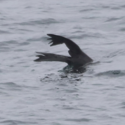 Arctocephalus pusillus doriferus (Australian Fur-seal) at Ben Boyd National Park - 20 Dec 2023 by JimL