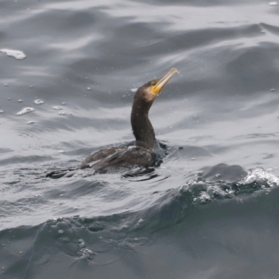 Phalacrocorax carbo (Great Cormorant) at Green Cape, NSW - 20 Dec 2023 by JimL