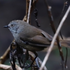 Sericornis frontalis (White-browed Scrubwren) at Green Cape, NSW - 19 Dec 2023 by JimL