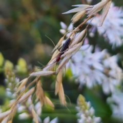 Syllitus rectus (Longhorn beetle) at QPRC LGA - 22 Dec 2023 by Csteele4