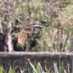 Nycticorax caledonicus at Jerrabomberra Wetlands - 22 Dec 2023 01:27 PM