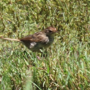 Poodytes gramineus at Jerrabomberra Wetlands - 22 Dec 2023