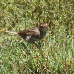 Poodytes gramineus at Jerrabomberra Wetlands - 22 Dec 2023