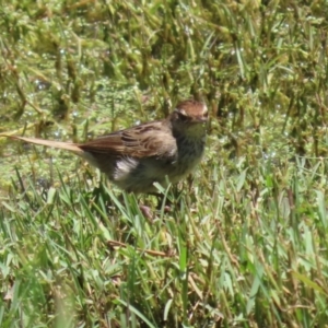 Poodytes gramineus at Jerrabomberra Wetlands - 22 Dec 2023