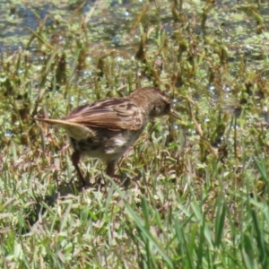 Poodytes gramineus at Jerrabomberra Wetlands - 22 Dec 2023