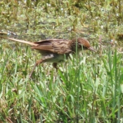 Poodytes gramineus at Jerrabomberra Wetlands - 22 Dec 2023