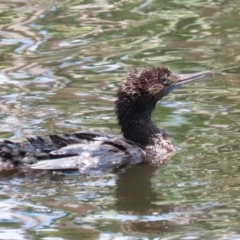 Phalacrocorax sulcirostris at Jerrabomberra Wetlands - 22 Dec 2023 01:28 PM