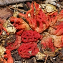 Colus hirudinosus at Ormiston, QLD - 21 Dec 2023 by TimL