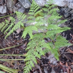Pteridium esculentum (Bracken) at Mittagong, NSW - 21 Dec 2023 by plants