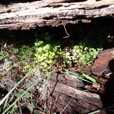 Adiantum aethiopicum (Common Maidenhair Fern) at Mittagong, NSW - 21 Dec 2023 by plants